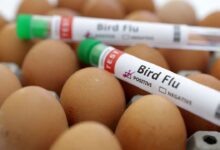 White House economist gives plan to control avian flu, lower egg prices