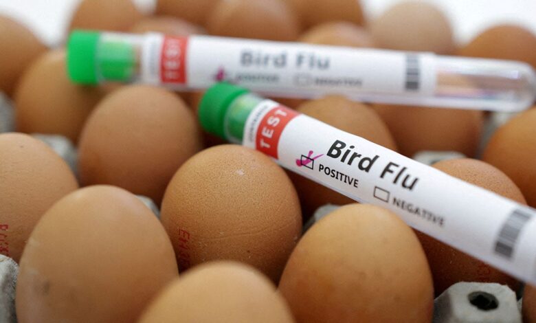 White House economist gives plan to control avian flu, lower egg prices